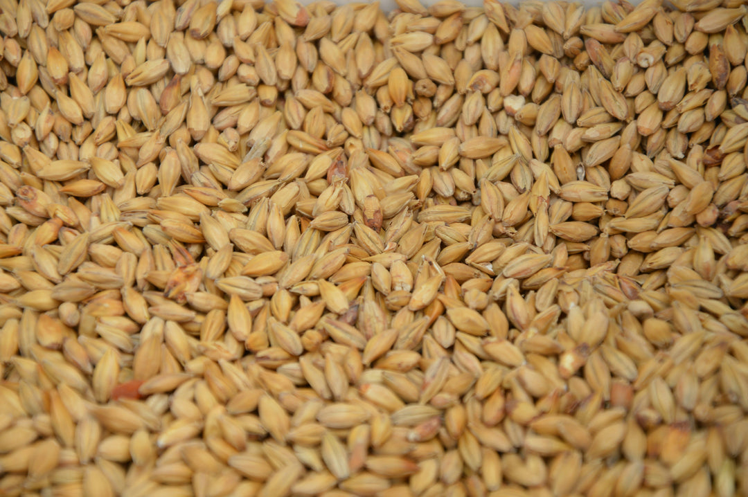 Briess Victory Malted Grain 50lb Bag