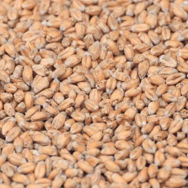 Briess Torrified Wheat