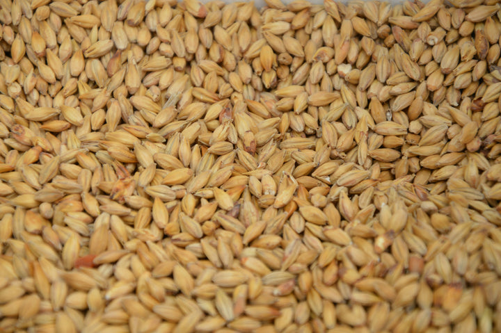 Briess Victory Malted Grain 50lb Bag