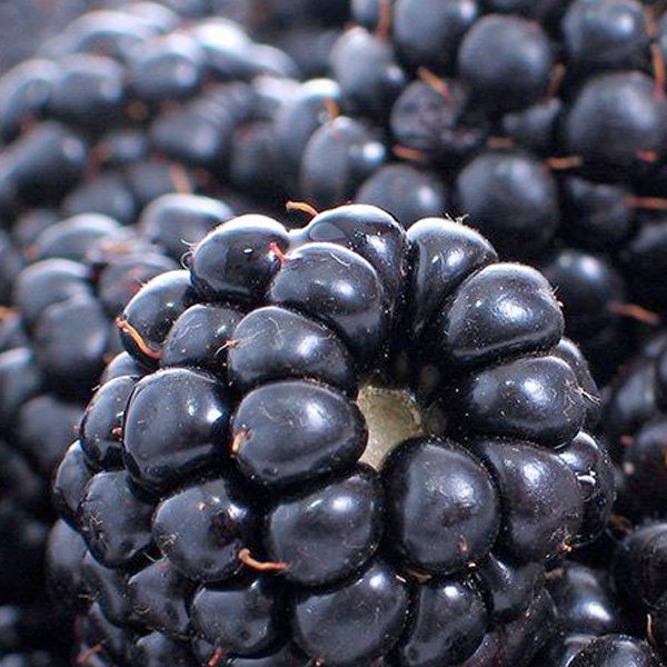 Natural Blackberry Flavoring