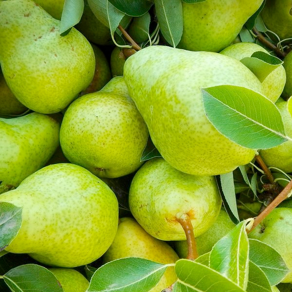 Natural Pear Flavoring