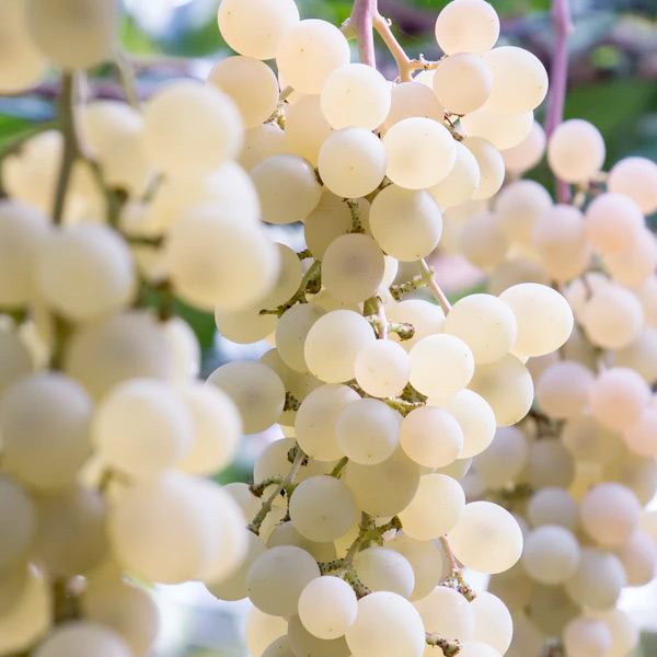 White Grape Concentrate